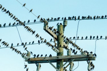 oiseaux-poteau-telephone