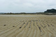 plage-sable-lannion-une