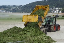 Enlèvement d'algues vertes échouées en baie de Lannion (Côtes-d'Armor), à l'été 2010, année du lancement du premier plan breton