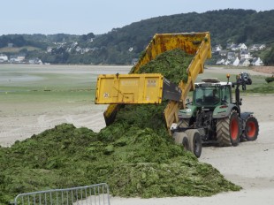 Enlèvement d'algues vertes échouées en baie de Lannion (Côtes-d'Armor), à l'été 2010, année du lancement du premier plan breton