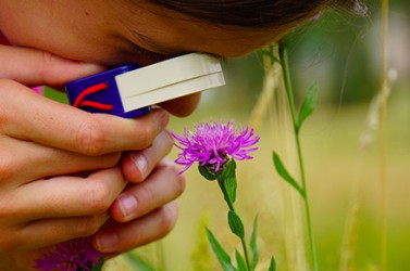 fondation-nicolas-hulot.org