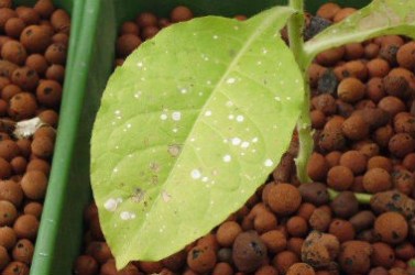 Feuille de tabac touchée par l'ozone