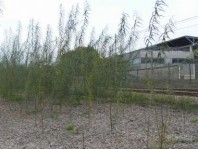 une-phytoremediation