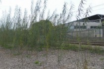 une-phytoremediation