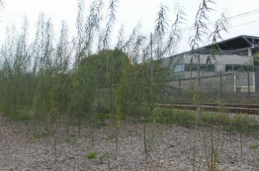 une-phytoremediation