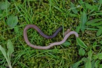 vers de terre Univ-Rennesgiardi