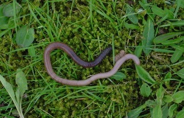 vers de terre Univ-Rennesgiardi