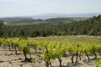 vignes3