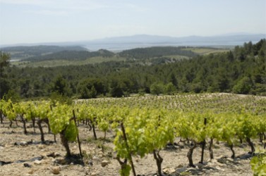 vignes3